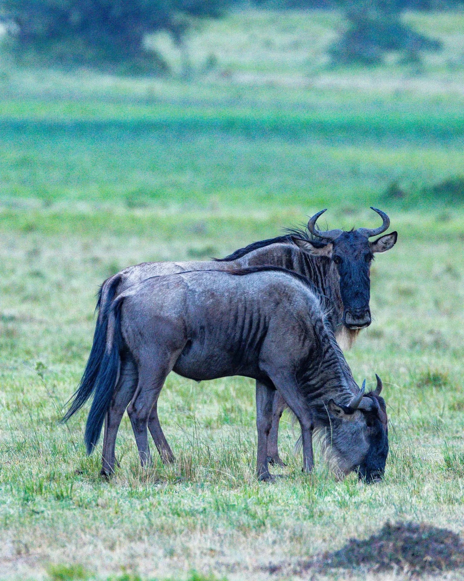 Photography safari in the Maasai Mara