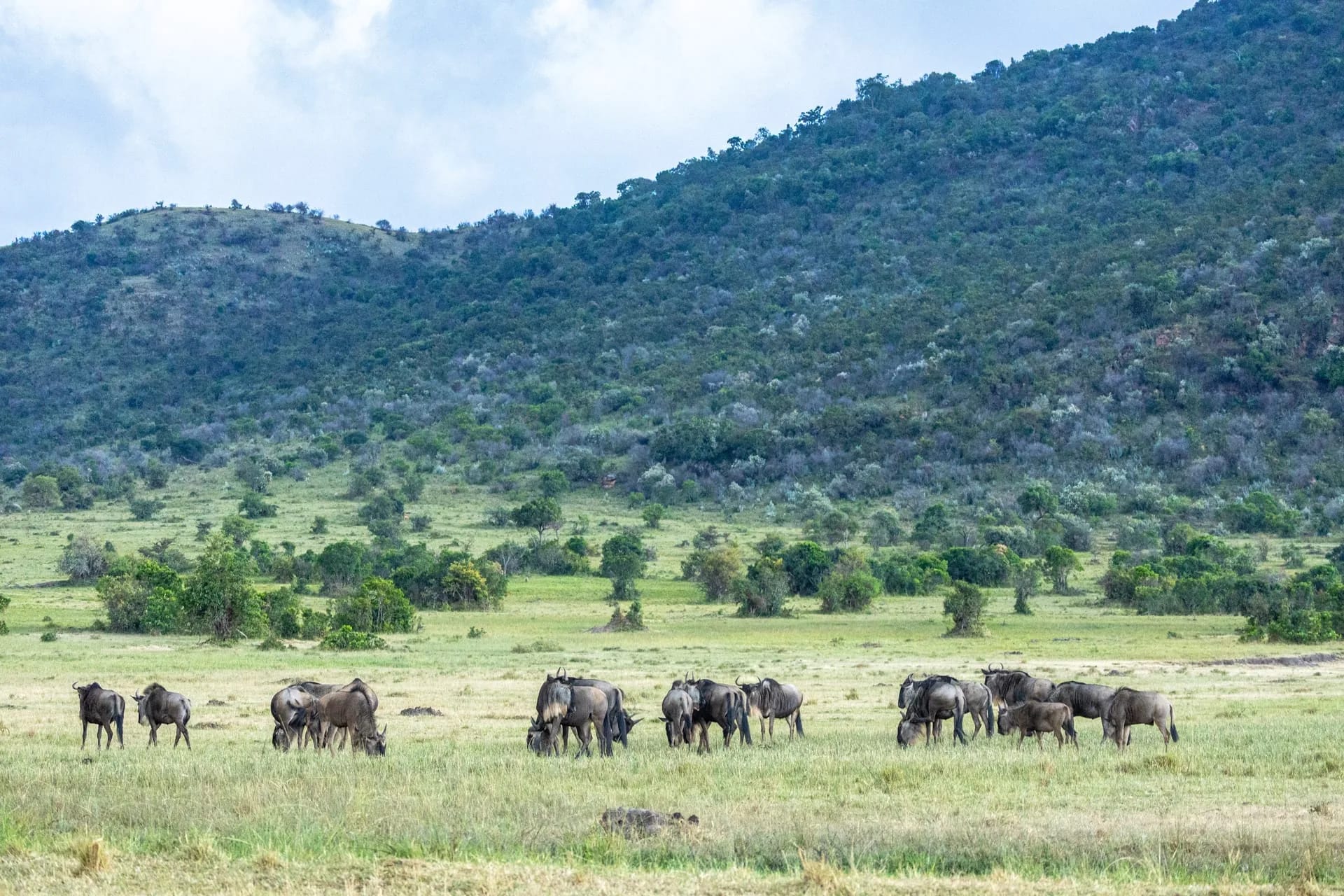 Best time to visit the Maasai Mara