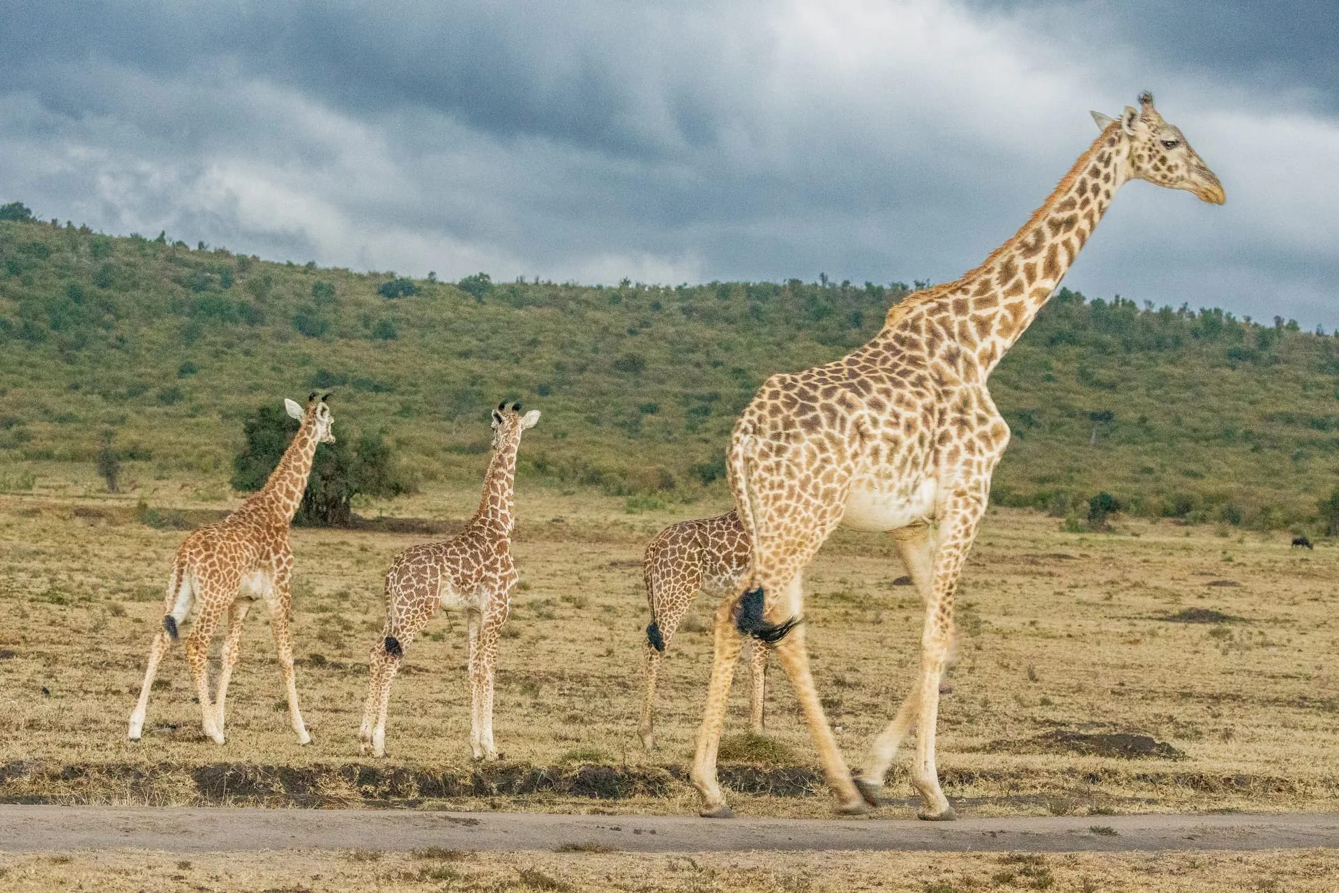 Wildlife encounters on game drive