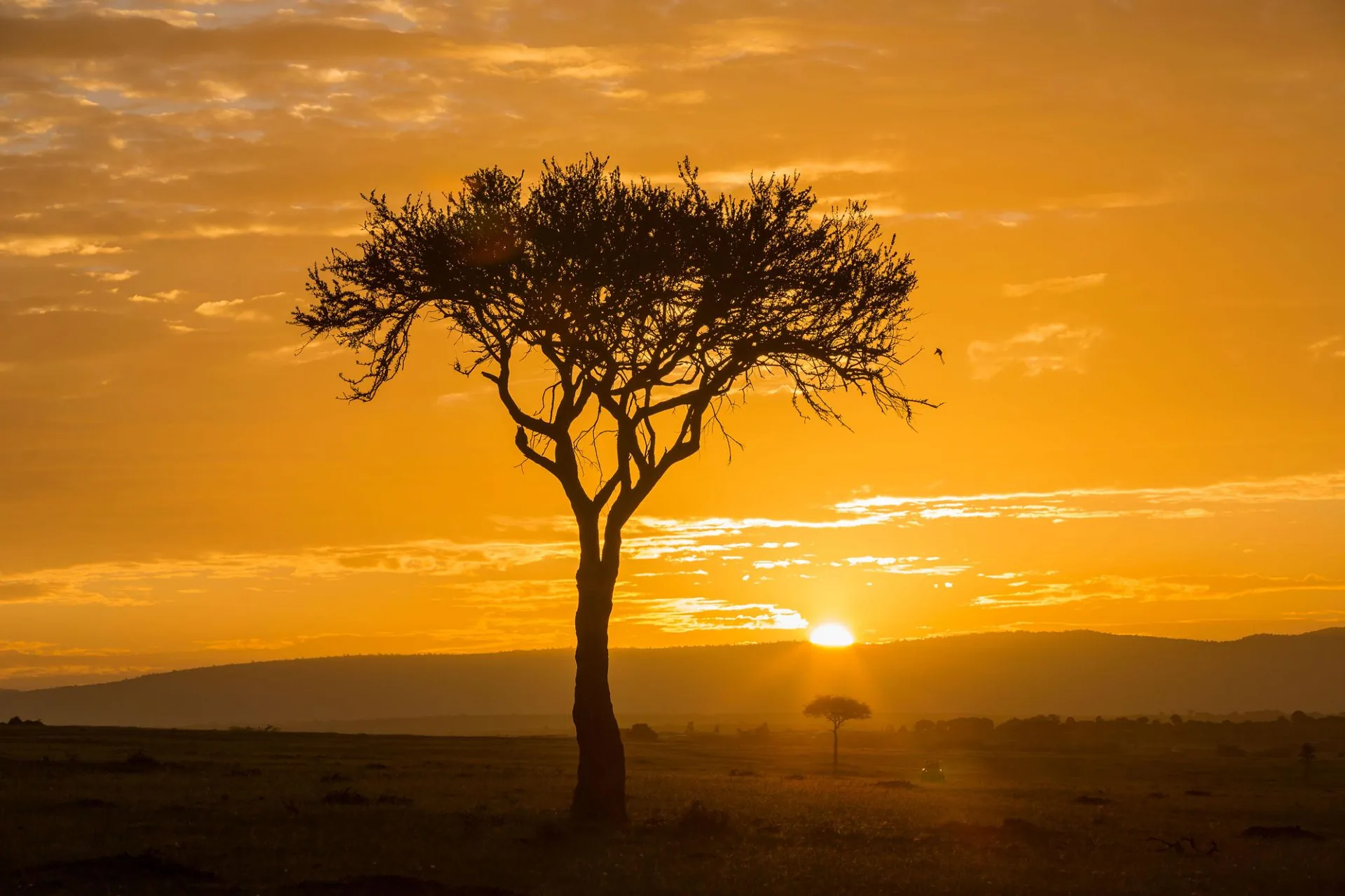 Green season safari in the Maasai Mara
