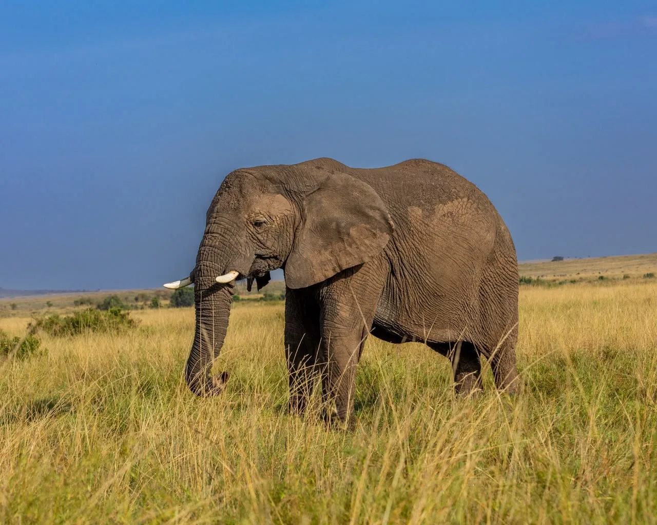 Great Migration safari planning