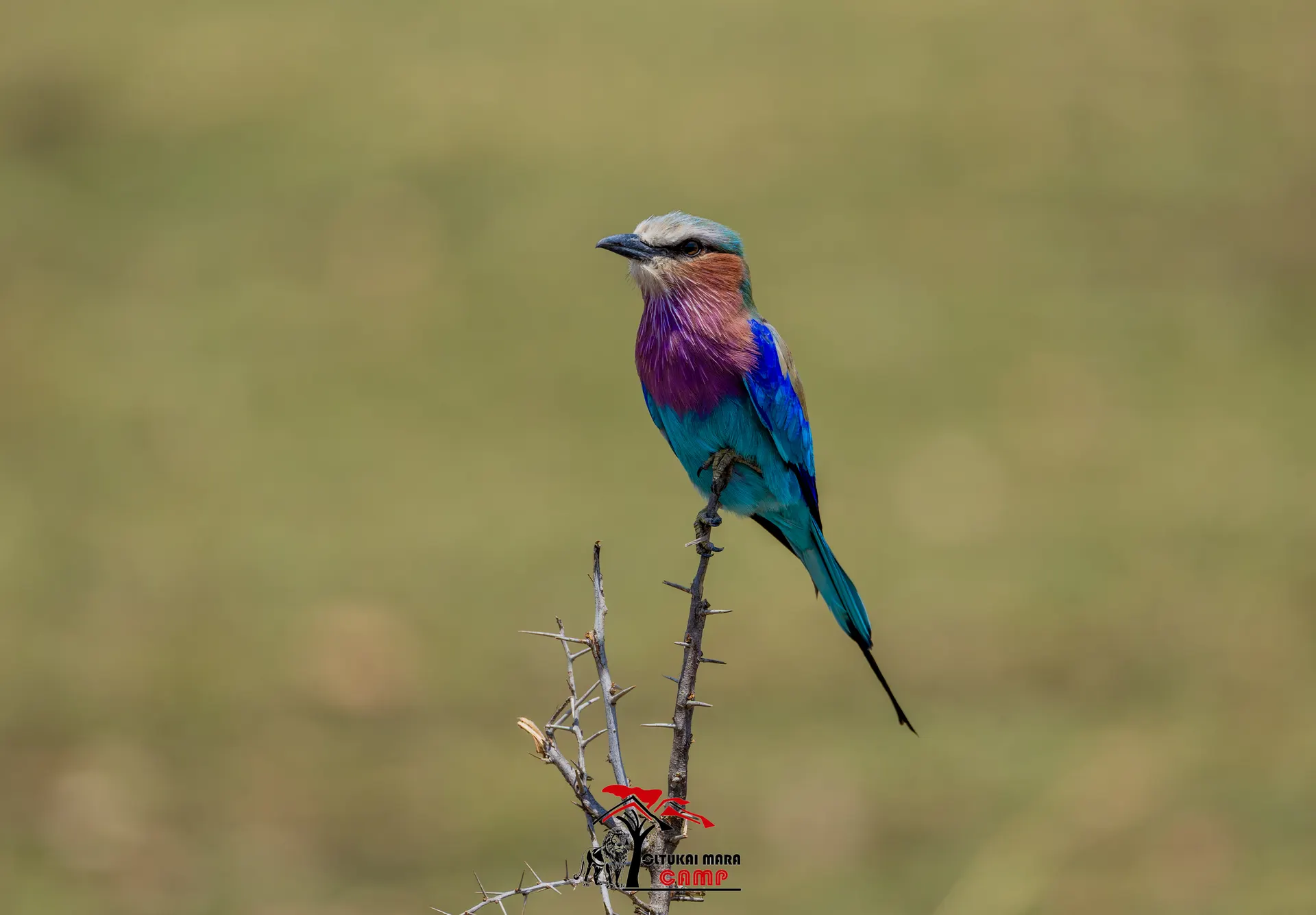 Bird watching safari in the Maasai Mara