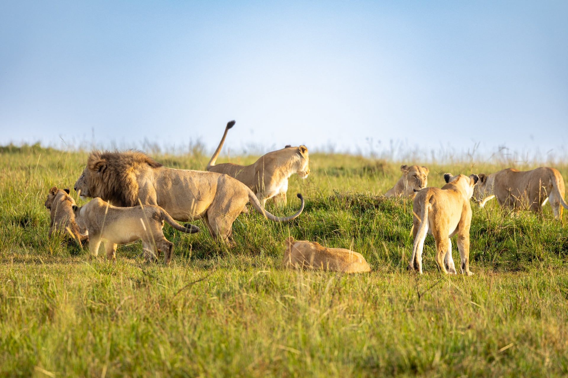 Lion on a Big Five safari in the Maasai Mara from Oltukai Mara Camp