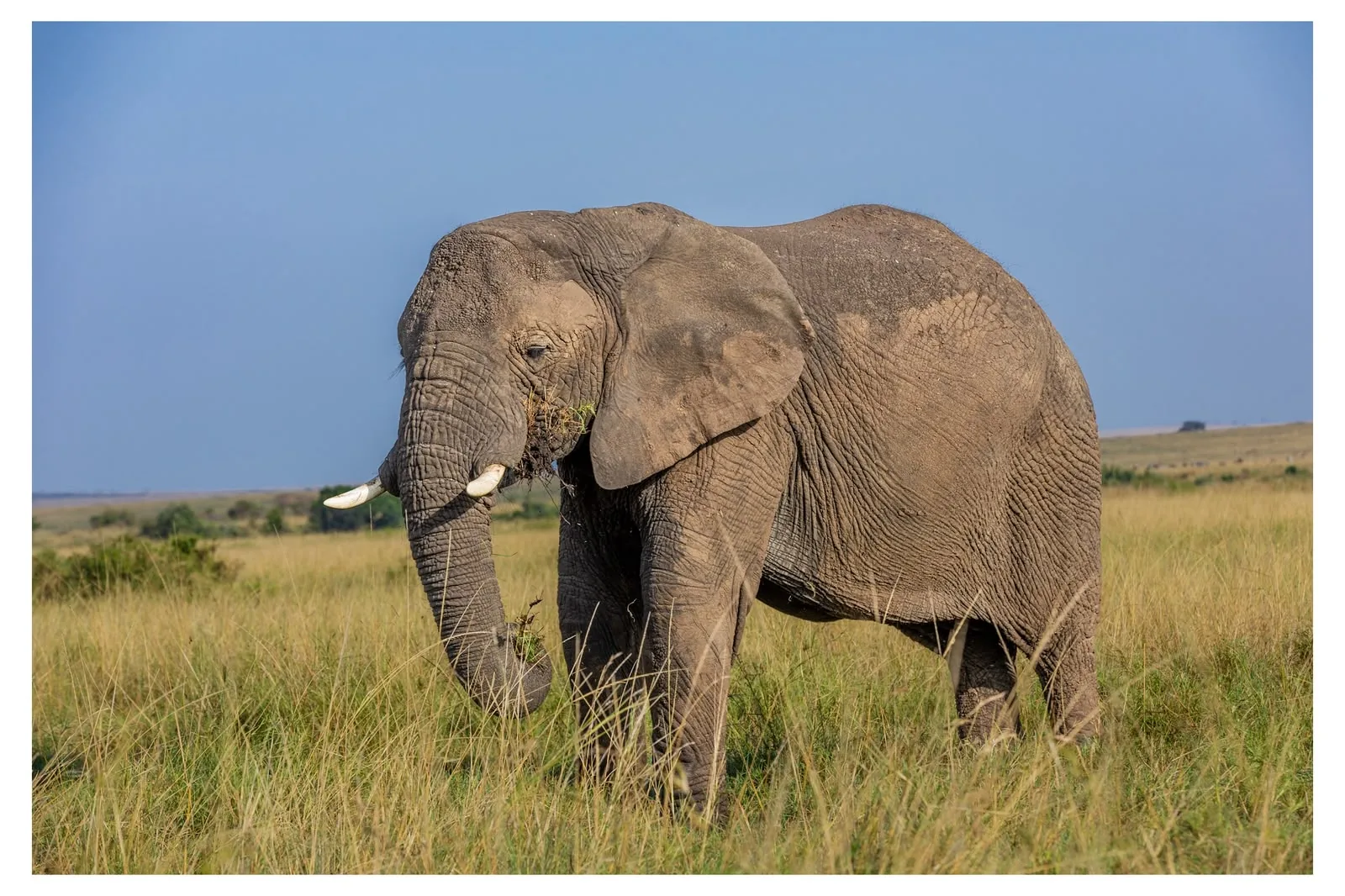 Elephants on the plains near Oltukai Mara Camp