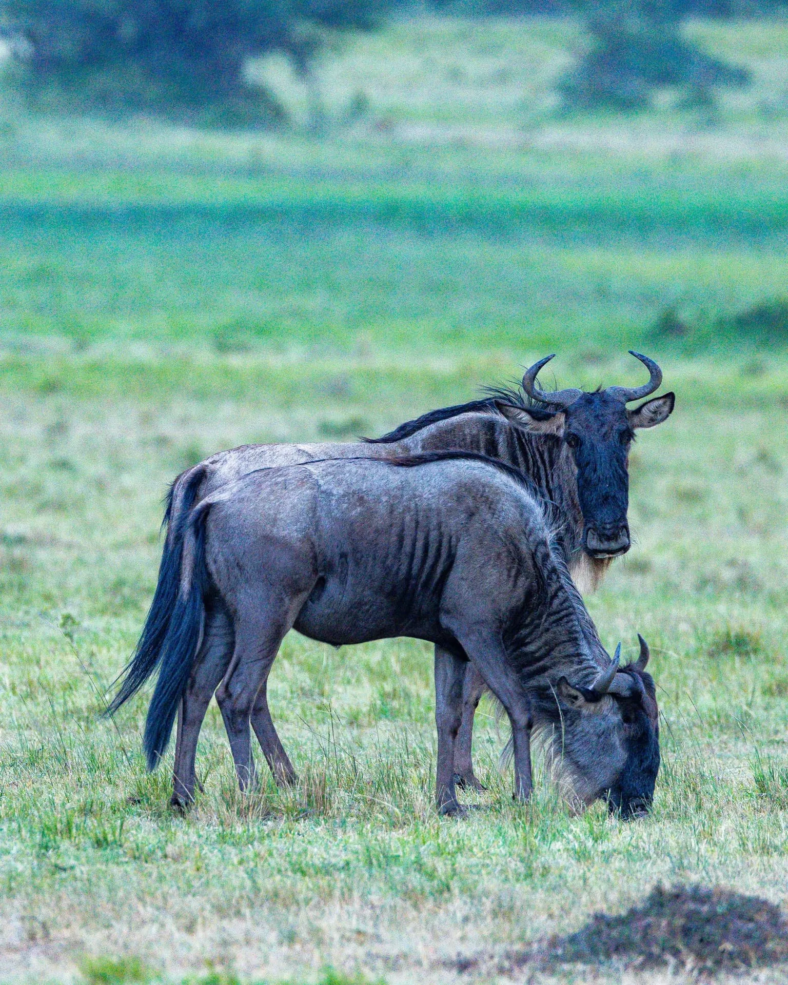 Wildebeest herds moving across the Maasai Mara
