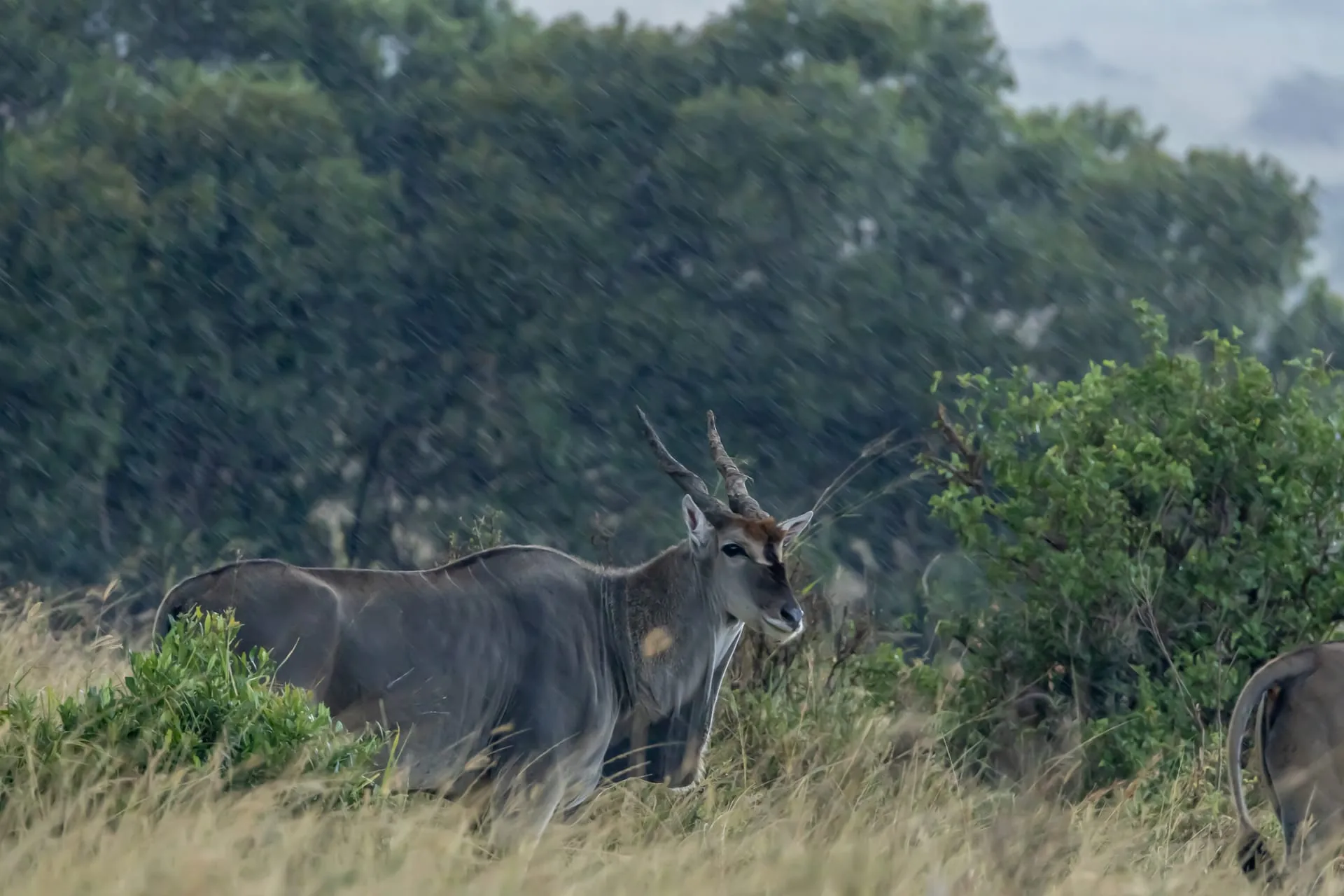 Eland and plains game in the Maasai Mara