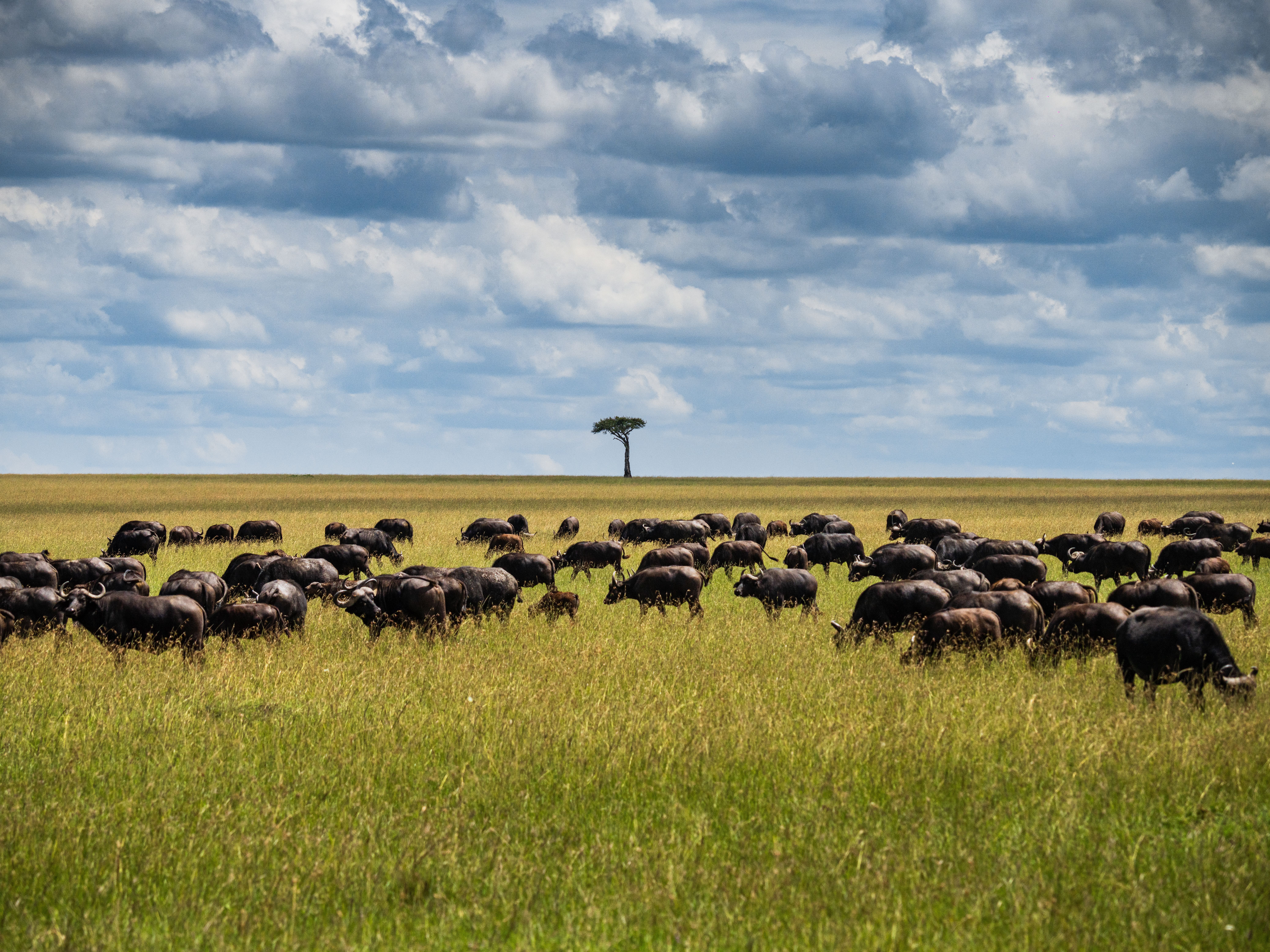 Cape buffalo herd moving across open Mara grassland