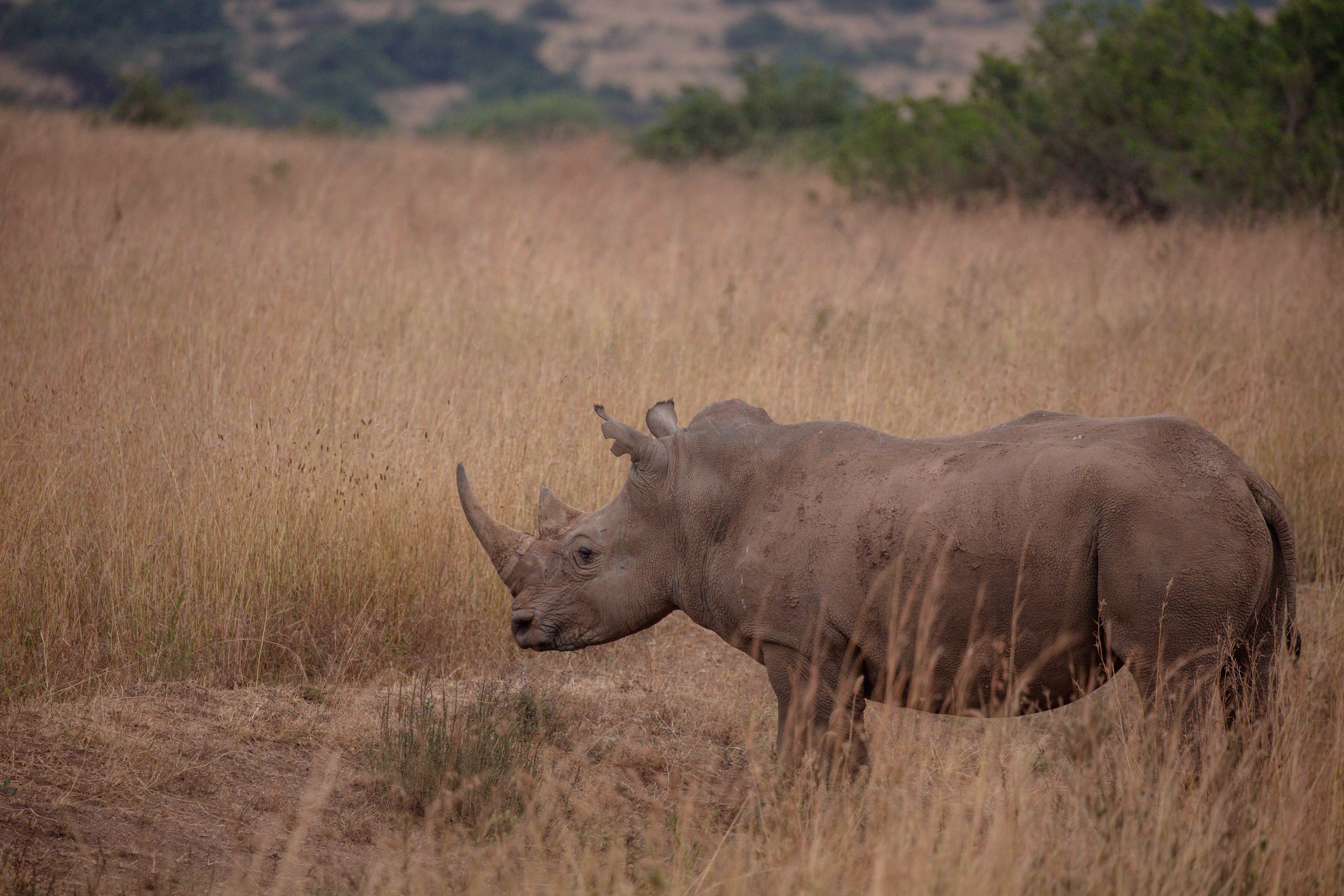Rhino on the Maasai Mara plains, a rare Big Five encounter