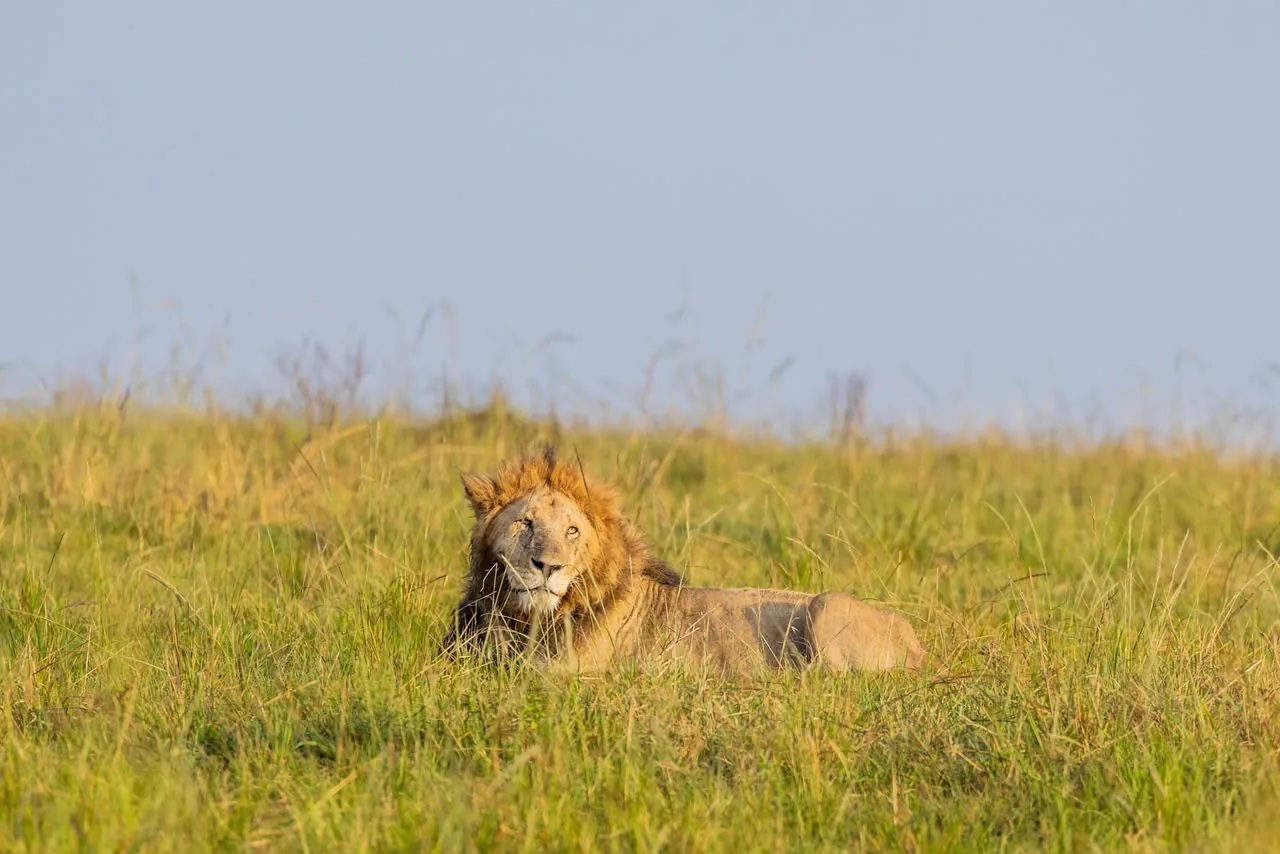 Lions in the Maasai Mara during migration season