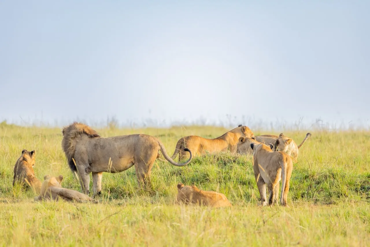 Lion pride in the Maasai Mara near Oltukai Mara Camp